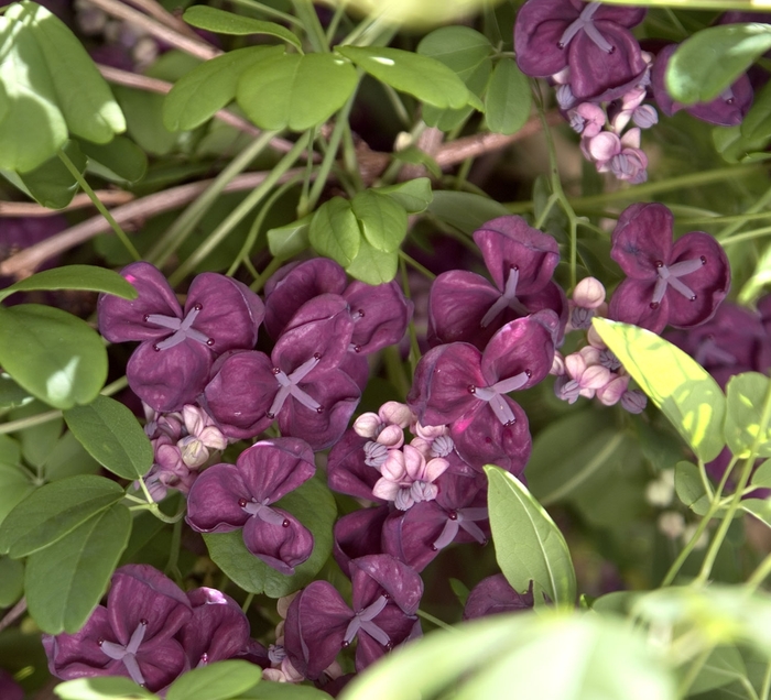Fiveleaf Akebia - Akebia quinata from Sloat Gardens