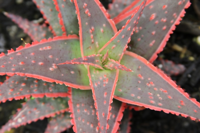Christmas Carol Aloe - Aloe 'Christmas Carol' from Sloat Gardens
