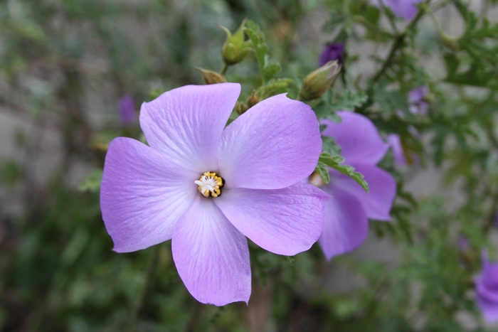 Blue Hibiscus - Alyogyne huegelii Santa Cruz from Sloat Gardens