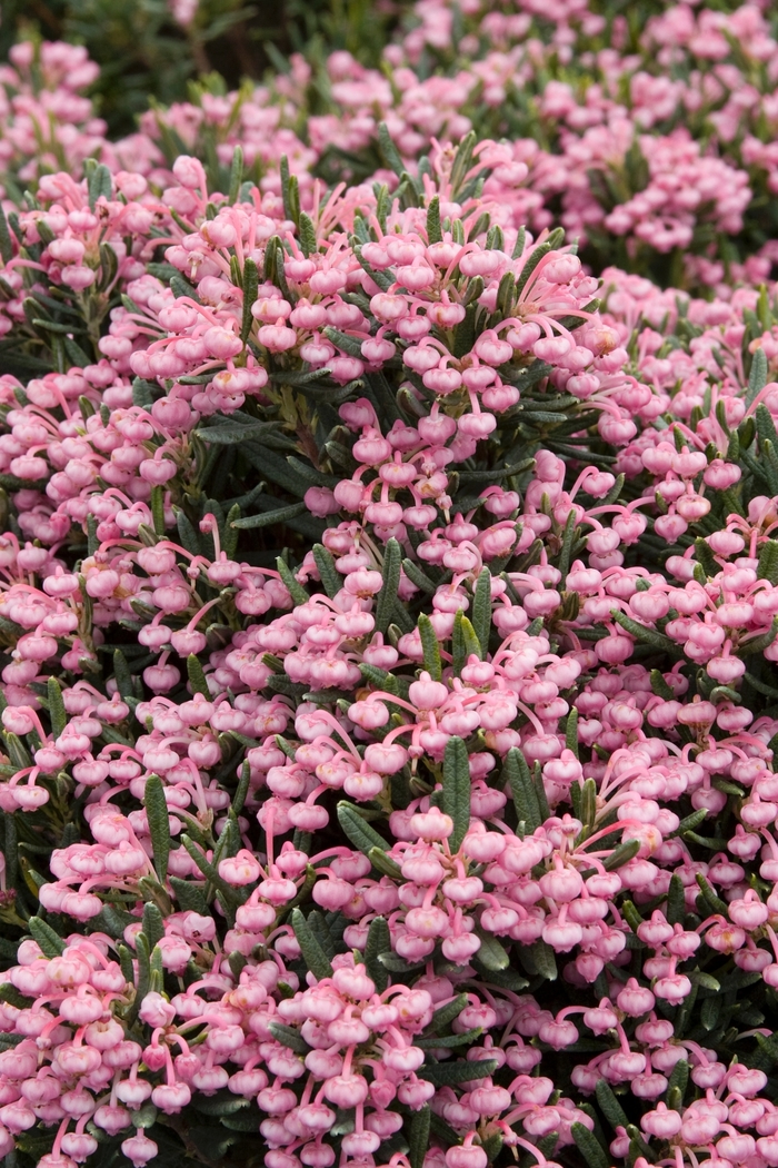 Bog Rosemary - Andromeda polifolia 'Blue Ice' from Sloat Gardens