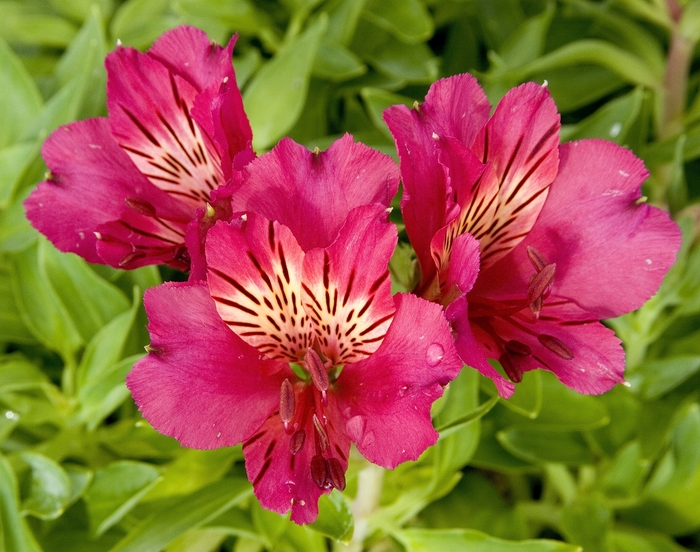 Dwarf Inca Lily - Alstroemeria 'Princess Ivana' from Sloat Gardens