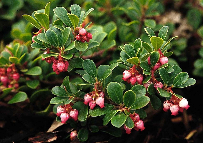 Dwarf Manzanita - Arctostaphylos uva-ursi 'Wood's Compact' from Sloat Gardens