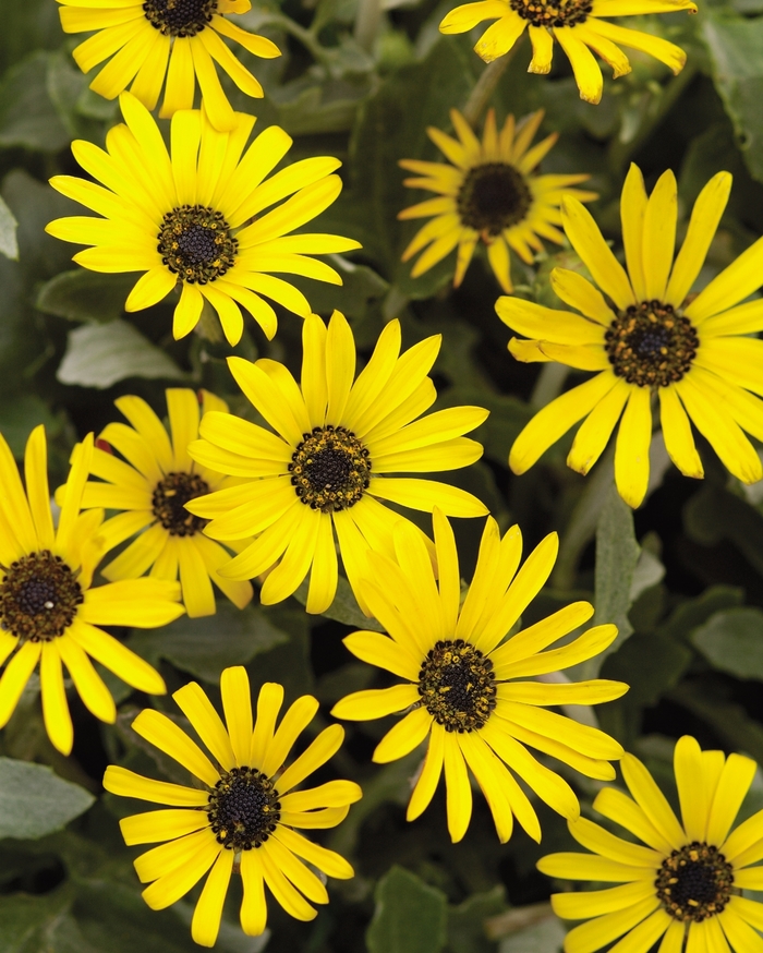African daisy - Arctotis 'Bumble Bee' from Sloat Gardens