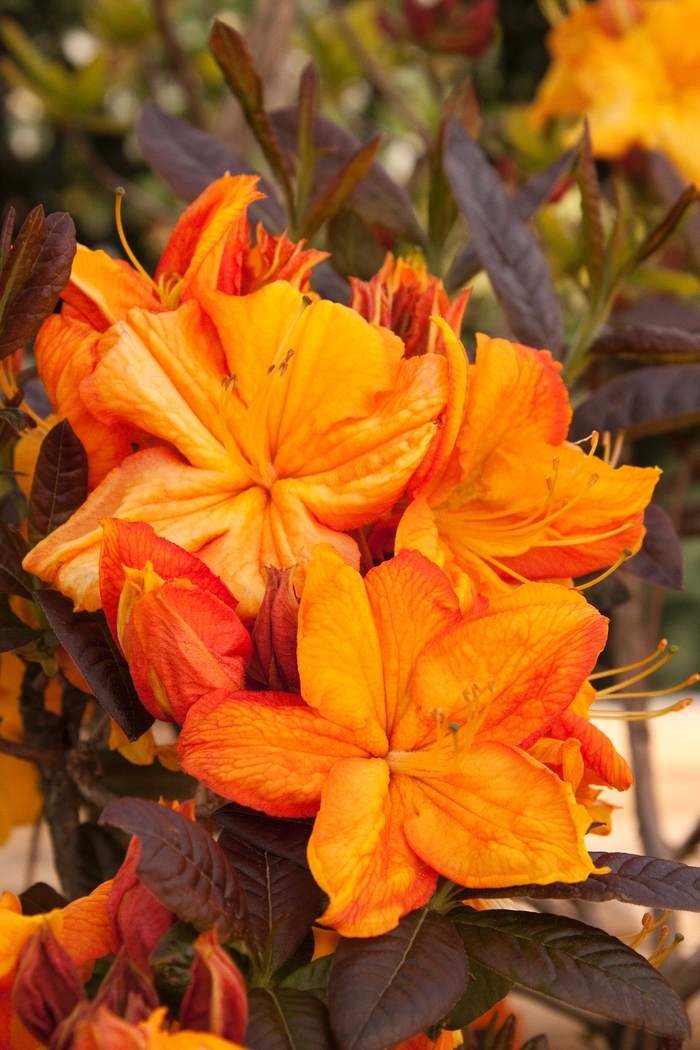 Azalea Exbury Klondyke - Rhododendron Exbury hybrid 'Klondyke' from Sloat Gardens