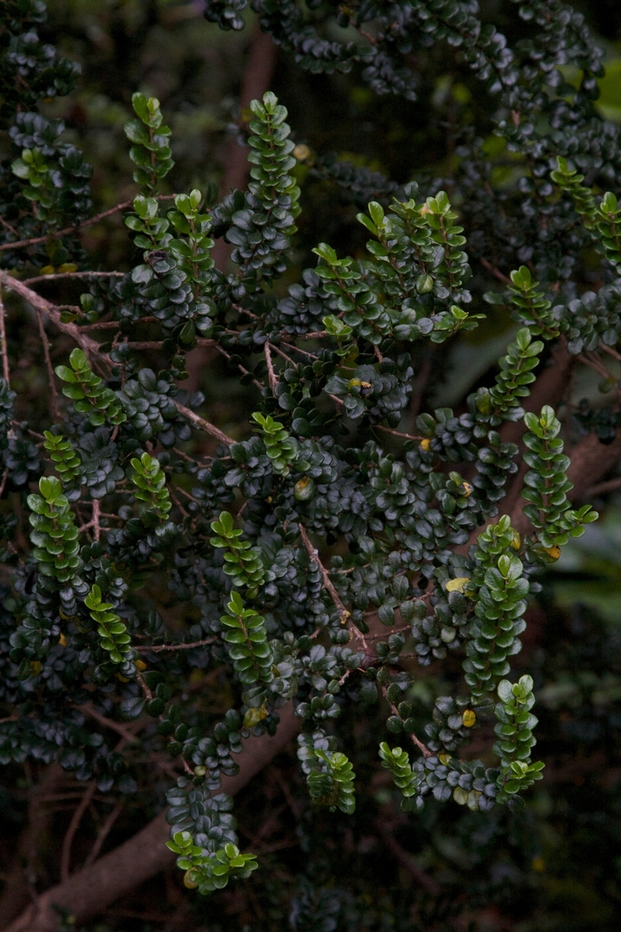 Boxleaf Azara - Azara microphylla from Sloat Gardens