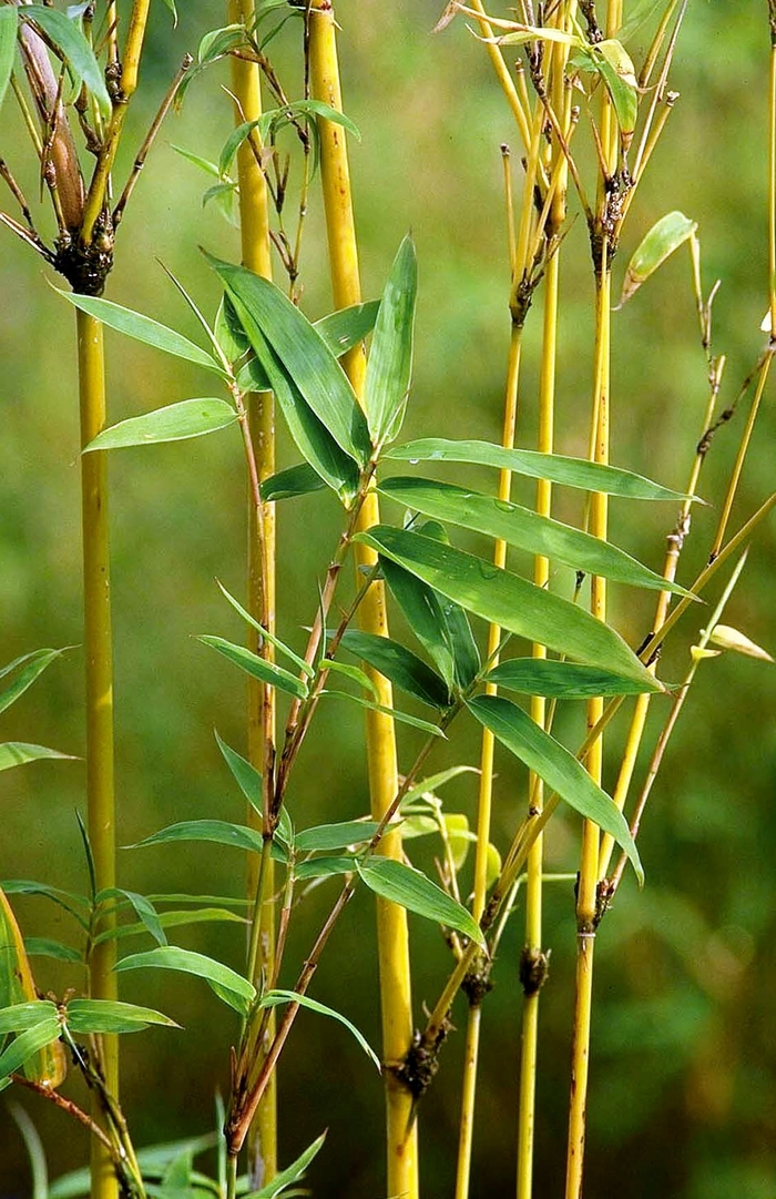Golden Goddess Bamboo - Bambusa multiplex Golden Goddess from Sloat Gardens