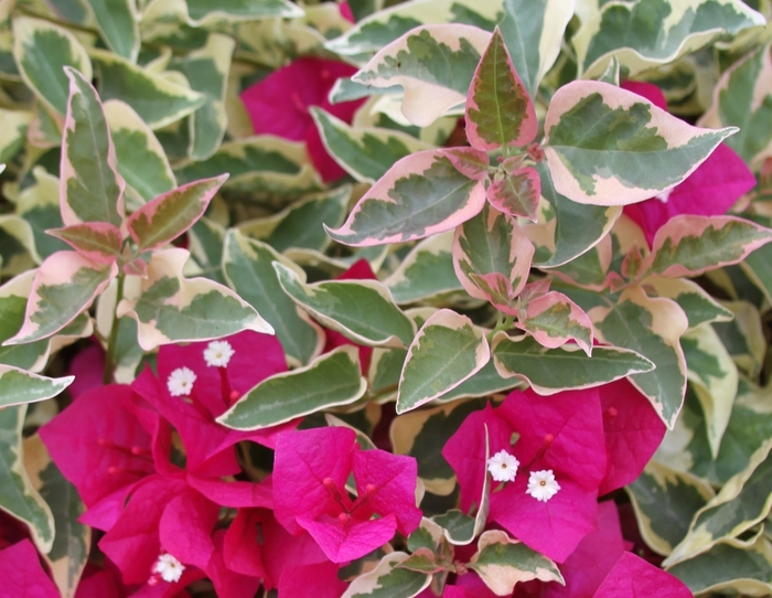 Raspberry Ice Bougainvillea - Bougainvillea 'Raspberry Ice' from Sloat Gardens