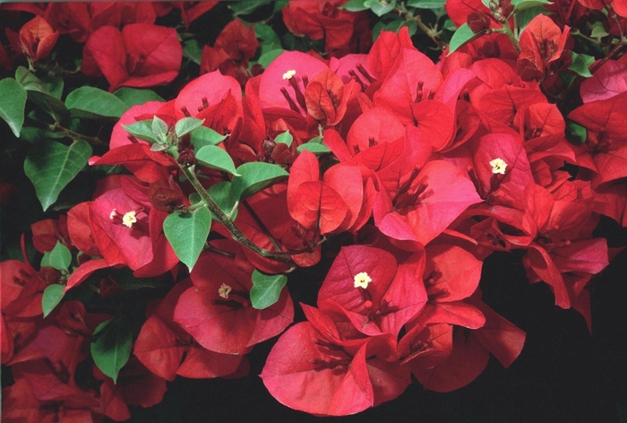 Scarlet O'Hara Bougainvillea - Bougainvillea 'Scarlet O'Hara' from Sloat Gardens