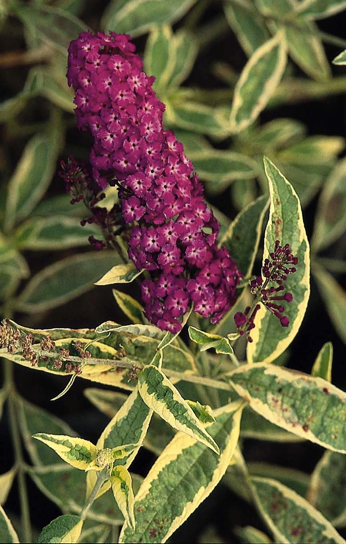 Harlequin Butterfly Bush - Buddleja davidii 'Harlequin' from Sloat Gardens