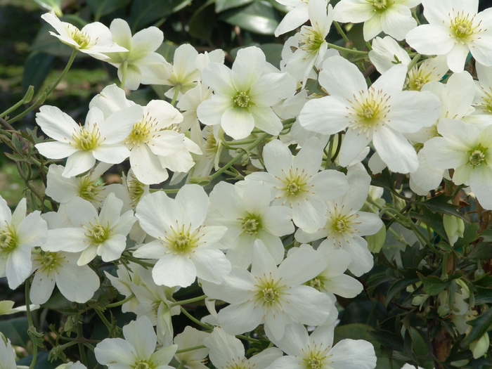 Avalanche Clematis - Clematis x cartmanii 'Avalanche' from Sloat Gardens