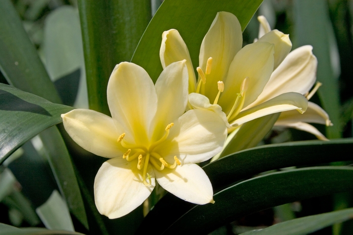 Yellow Clivia - Clivia miniata 'Solomone' from Sloat Gardens Yellow Clivia - Clivia miniata 'Solomone' from Sloat Gardens