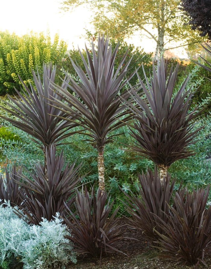 Dragon Tree - Cordyline baueri from Sloat Gardens