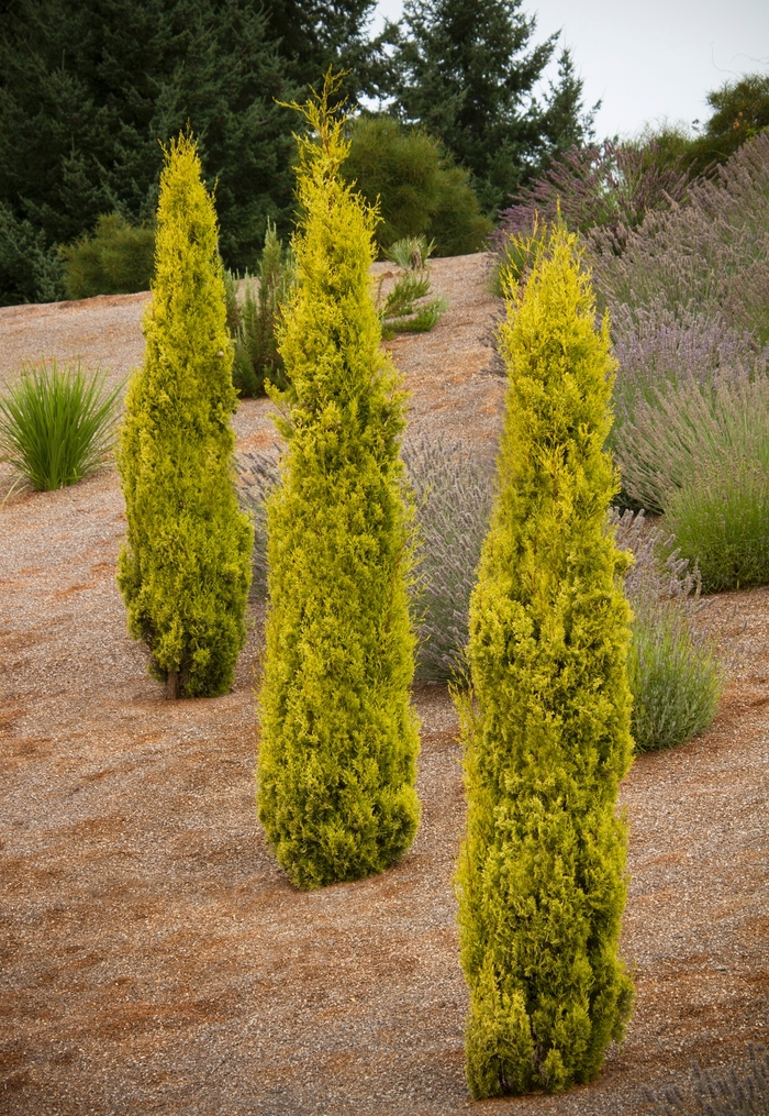 Swane's Golden Cypress - Cupressus sempervirens 'Swane's Golden' from Sloat Gardens