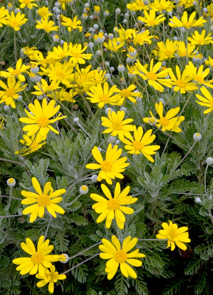 Dwarf Euryop Daisy - Euryops pectinatus 'Munchkin' from Sloat Gardens