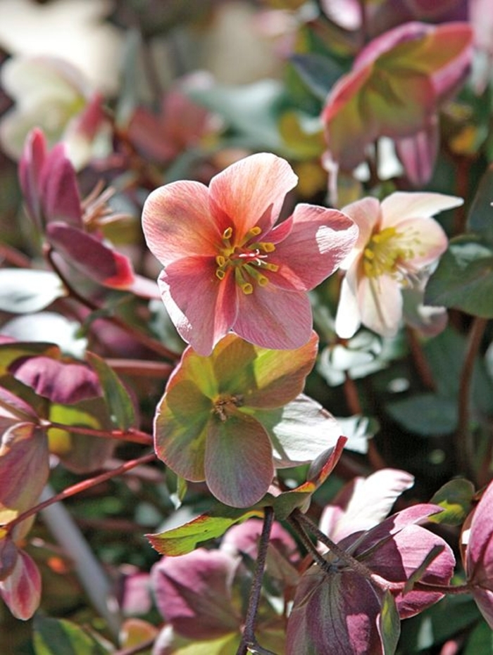 Pink Frost Lenten Rose - Helleborus 'Pink Frost' from Sloat Gardens