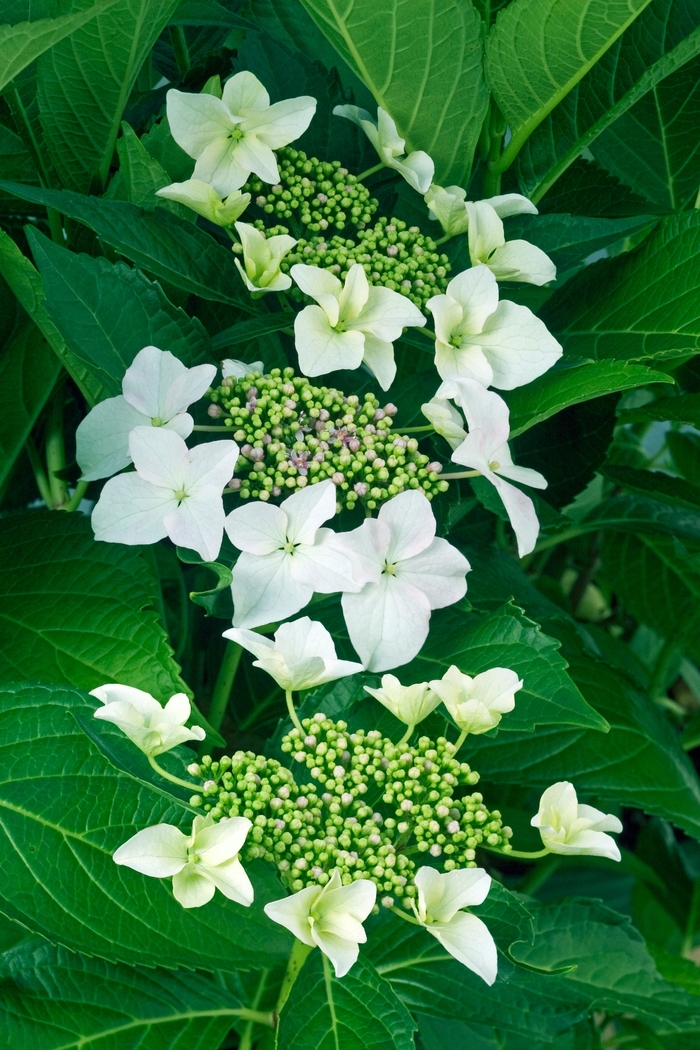Lacecap Hydrangea - Hydrangea macrophylla 'Princess Lace' from Sloat Gardens