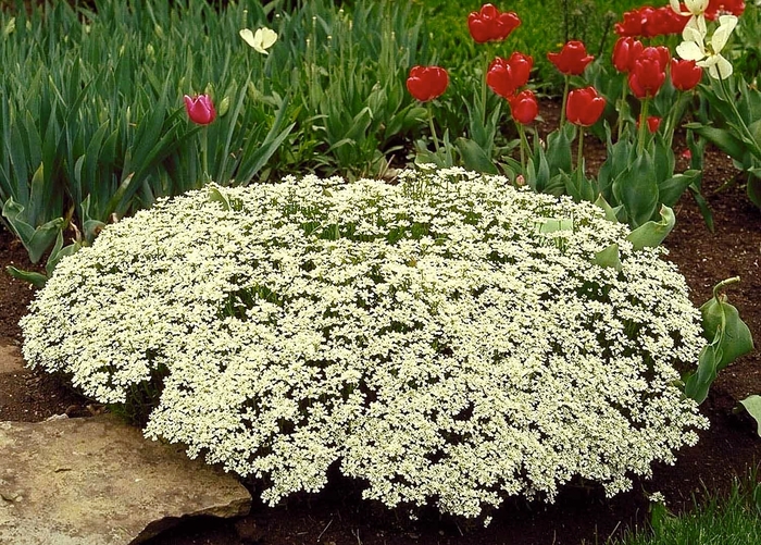 Little Gem Candytuft - Iberis sempervirens 'Little Gem' from Sloat Gardens