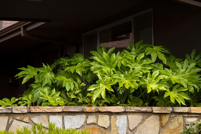 Japanese Aralia - Fatsia japonica from Sloat Gardens