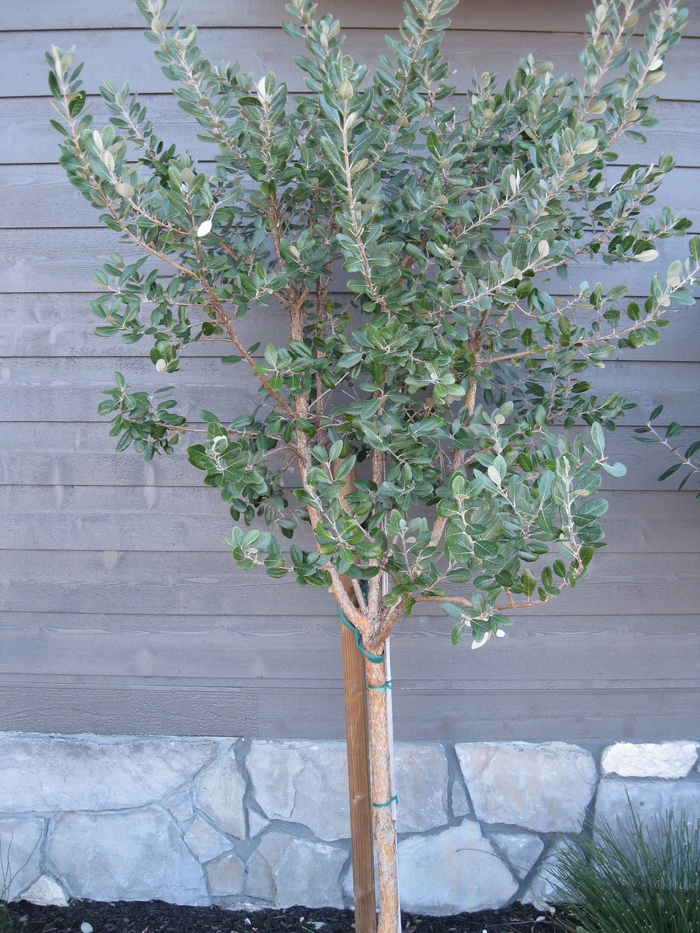 Pineapple Guava - Feijoa sellowiana from Sloat Gardens