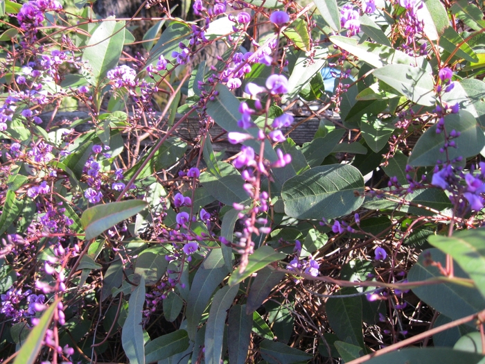 Lavender Pea Vine - Hardenbergia violacea from Sloat Gardens