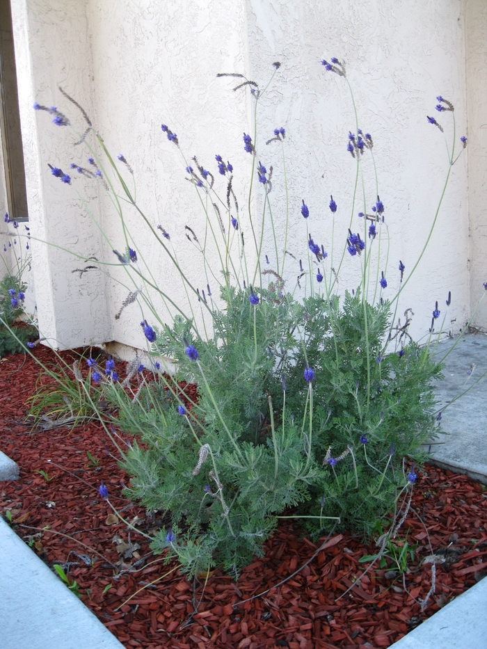 Pinnata Lavender - Lavandula pinnata from Sloat Gardens