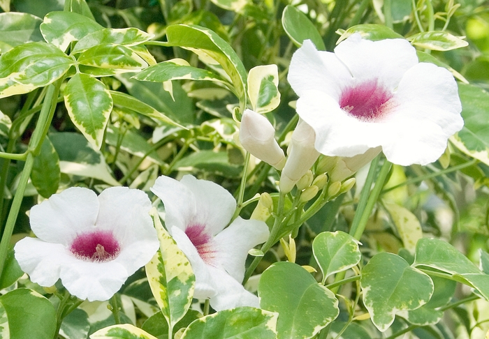 Variegated Bower Vine - Pandorea jasminoides 'Charisma' from Sloat Gardens