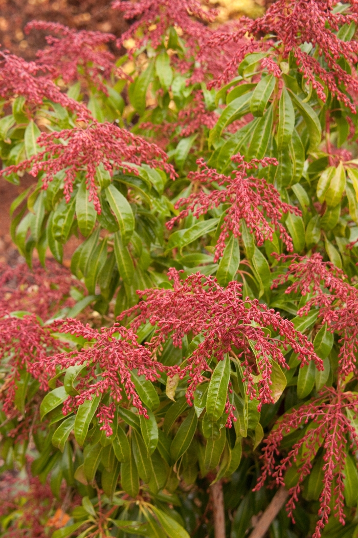 Andromeda - Pieris japonica 'Valley Valentine' from Sloat Gardens