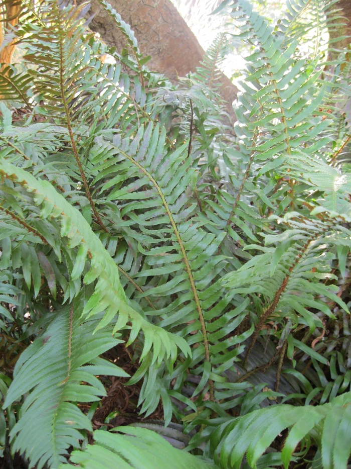 Western Sword Fern - Polystichum munitum from Sloat Gardens