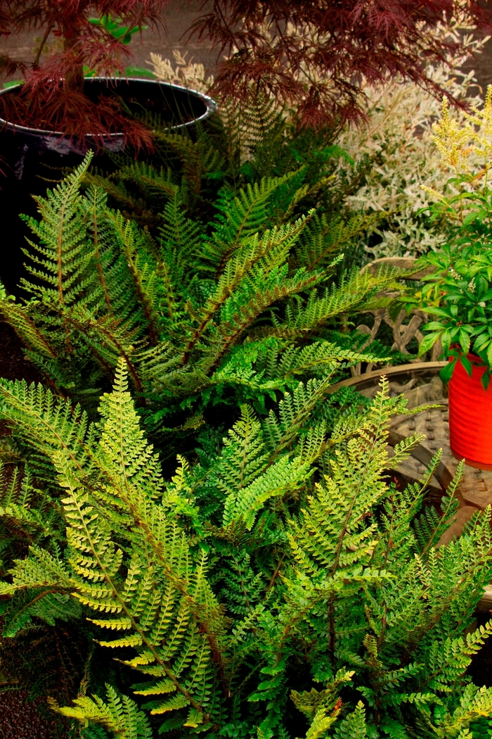 Tassel Fern - Polystichum polyblepharum from Sloat Gardens