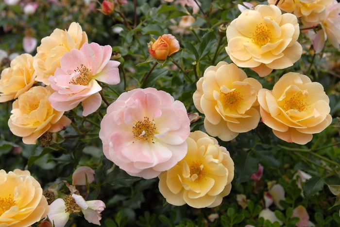 Amber Flower Carpet Rose - Rosa 'Flower Carpet Amber' from Sloat Gardens