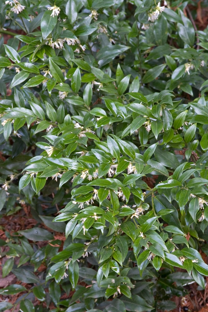 Sweet Box - Sarcococca ruscifolia from Sloat Gardens