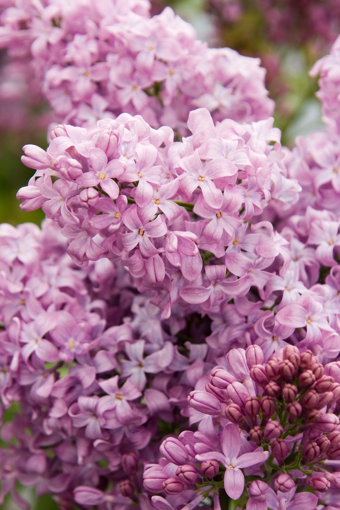 Lavender Lady Lilac - Syringa 'Lavender Lady' from Sloat Gardens
