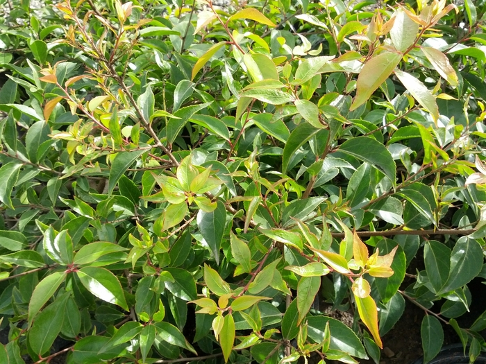 Shiny Xylosma - Xylosma congestum from Sloat Gardens