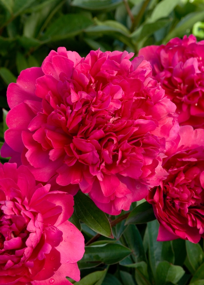 Paul Wild Peony - Paeonia hybrid 'Paul Wild' from Sloat Gardens