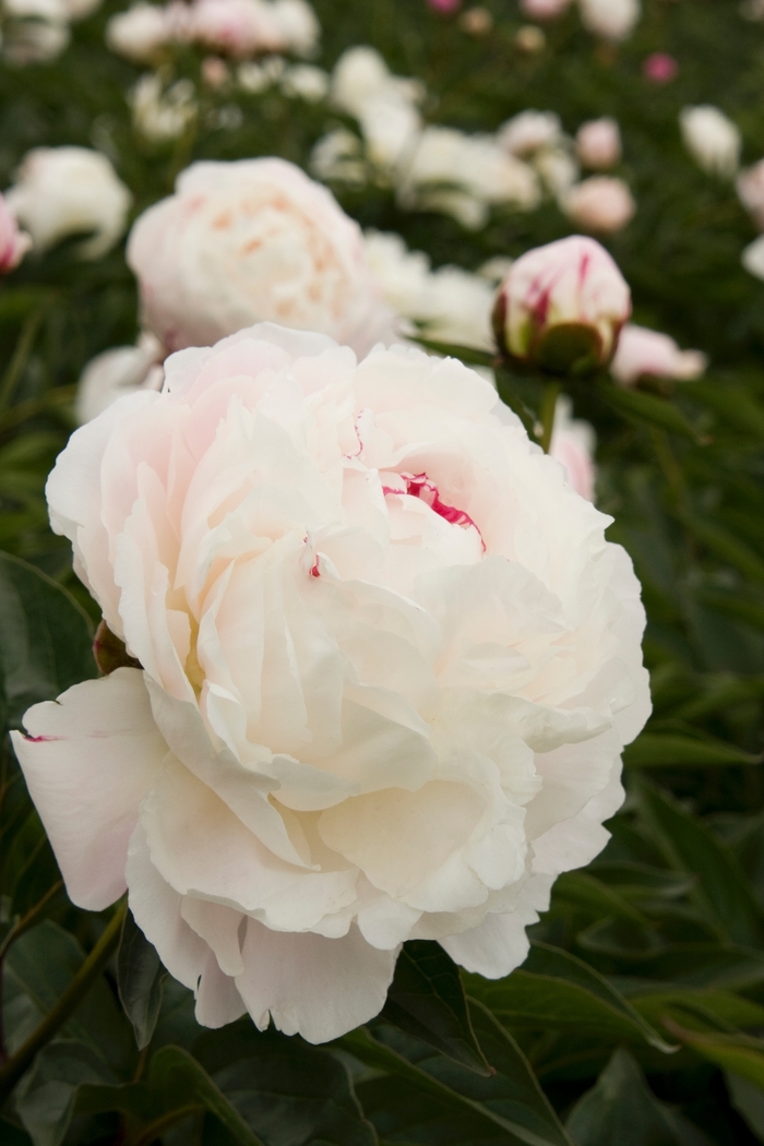 Shirley Temple Peony - Paeonia hybrid 'Shirley Temple' from Sloat Gardens