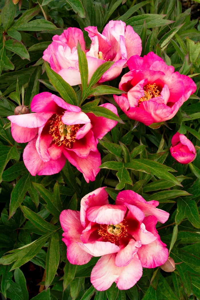Takara Itoh Peony - Paeonia itoh 'Takara' from Sloat Gardens
