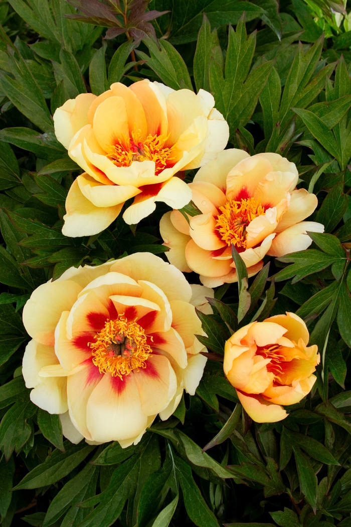Misaka Itoh Peony - Paeonia itoh 'Misaka' from Sloat Gardens