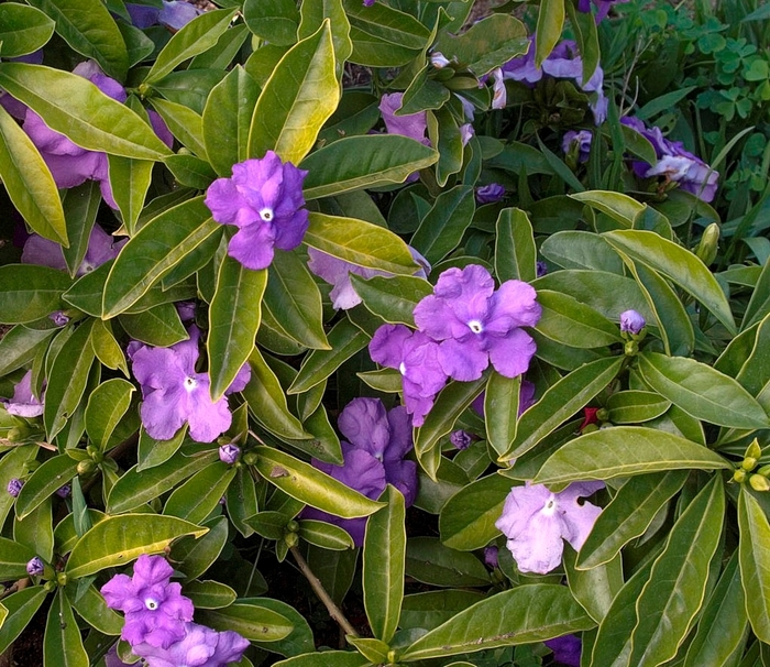 Yesterday Today and Tomorrow - Brunfelsia pauciflora 'Floribunda' from Sloat Gardens