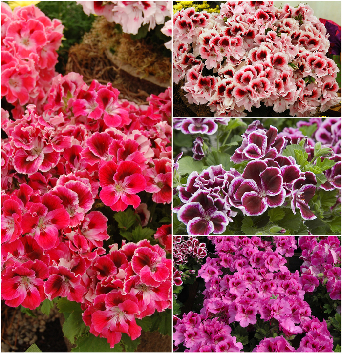  Martha Washington Geranium - Pelargonium domesticum from Sloat Gardens
