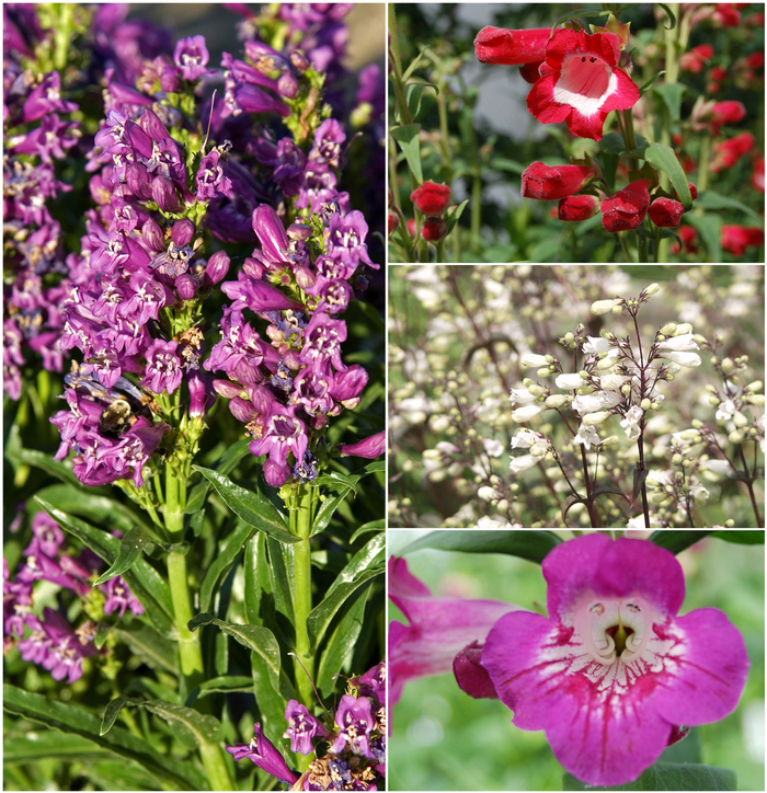 Penstemon - Penstemon Multiple Varieties from Sloat Gardens