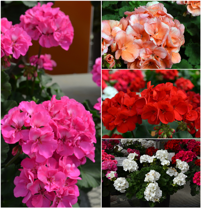 Geranium - Pelargonium x hortorum from Sloat Gardens