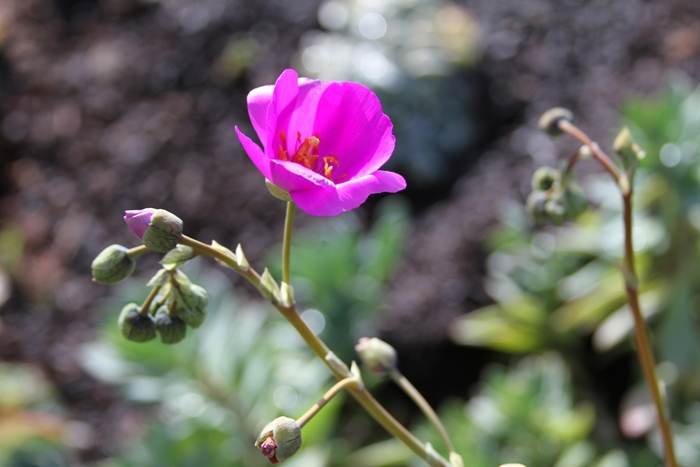 Rock Purslane - Calandrinia spectabilis from Sloat Gardens