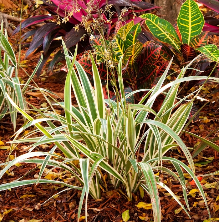 Dianella - Dianella tasmanica 'Variegata' from Sloat Gardens