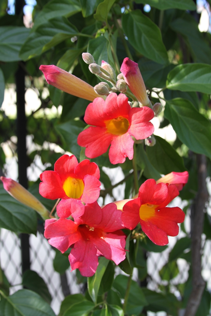Red Trumpet Vine - Disticus buccinatoria from Sloat Gardens