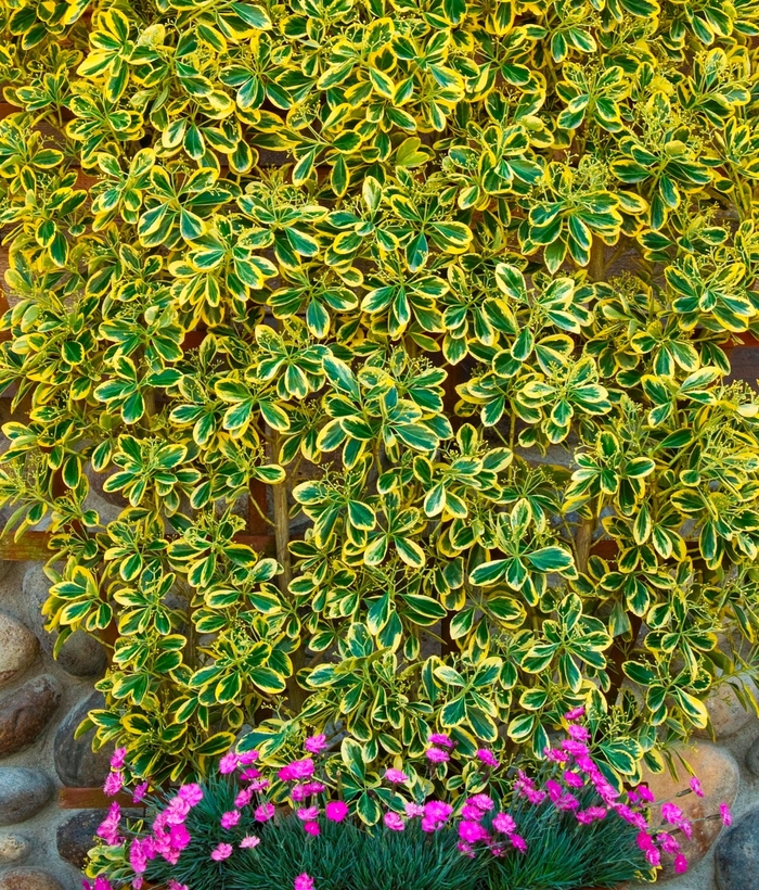 Chollipo Euonymus - Euonymus japonica Chollipo from Sloat Gardens
