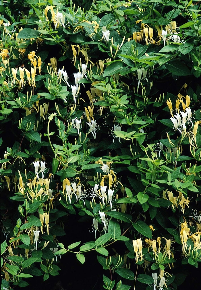 Hall's Honeysuckle - Lonicera japonica 'Halliana' from Sloat Gardens