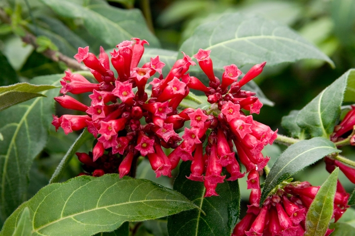 Red Cestrum - Cestrum 'Newellii' from Sloat Gardens