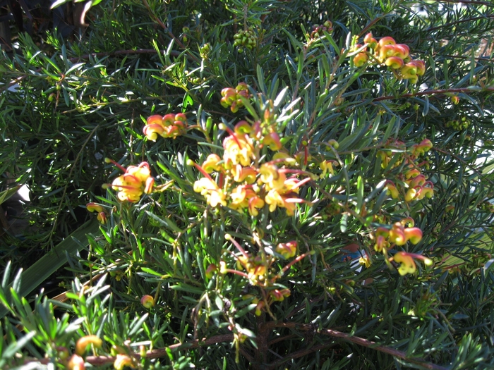 Grevillea Hybrid - Grevillea alpinia x rosmarinifolia from Sloat Gardens