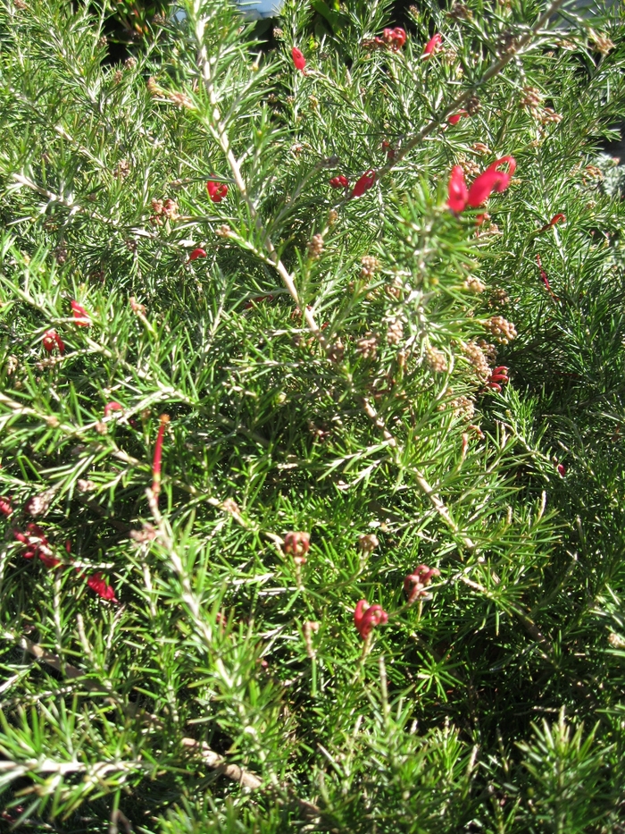 Rosemary Grevillea - Grevillea rosmarinifolia from Sloat Gardens