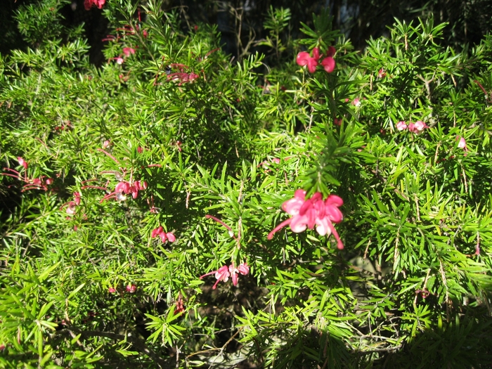 Pink Grevillea - Grevillea 'Pink Pearl' from Sloat Gardens